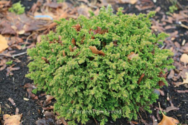 Cryptomeria japonica 'Vilmoriniana' – Bild 4