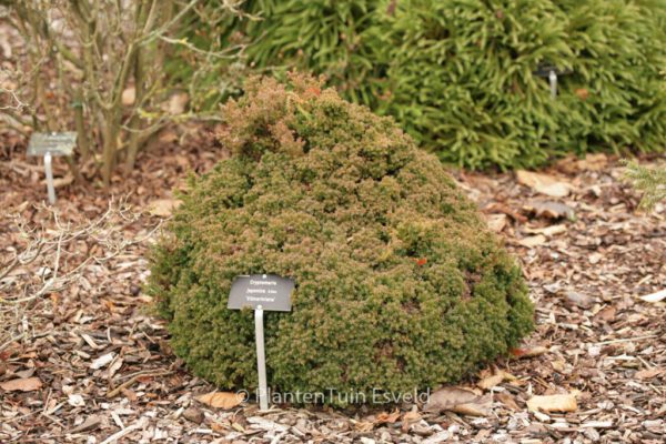 Cryptomeria japonica 'Vilmoriniana' – Bild 5