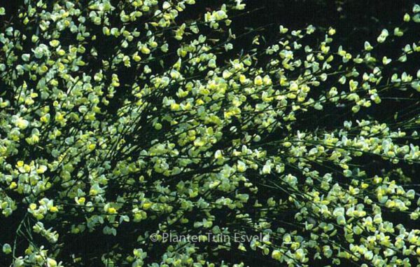Cytisus praecox – Bild 2