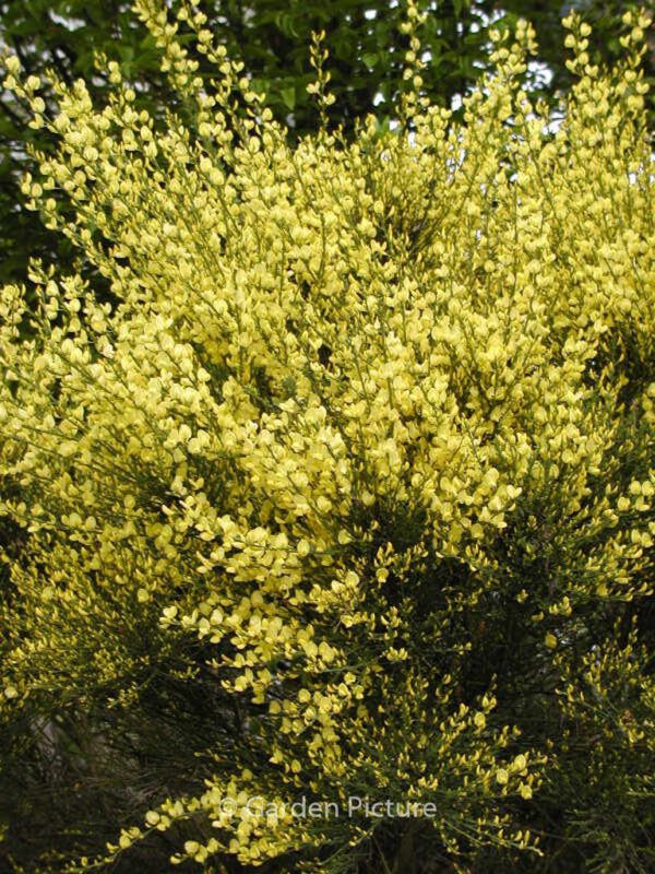 Cytisus praecox – Bild 3