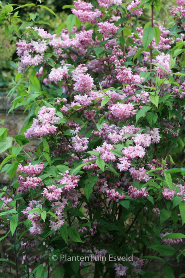 Deutzia hybrida 'Strawberry Fields' – Bild 2