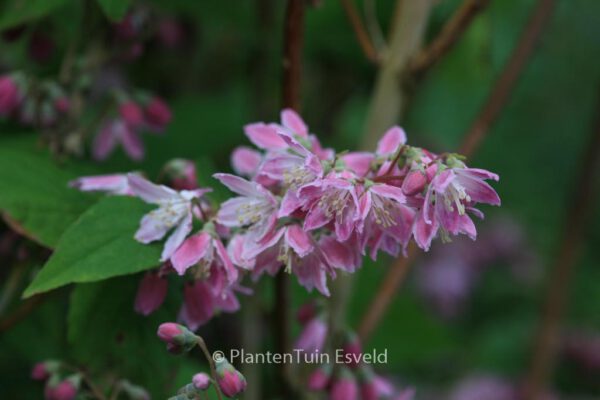 Deutzia hybrida 'Strawberry Fields' – Bild 3