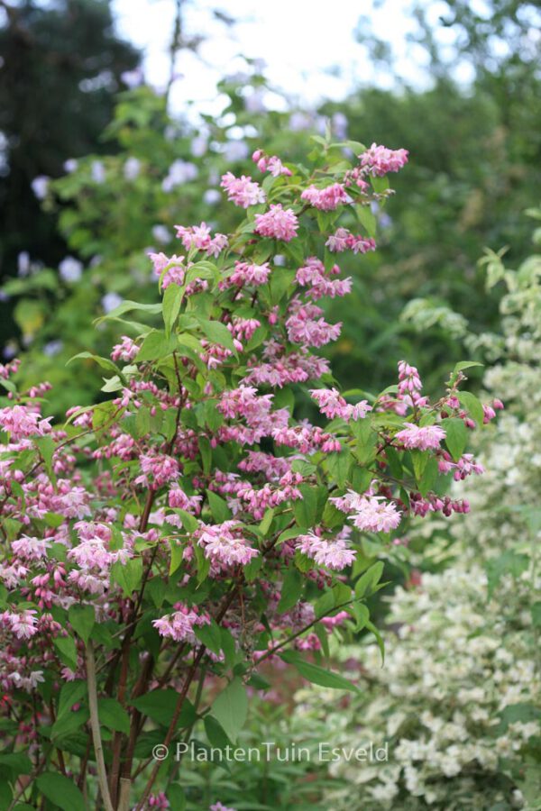 Deutzia hybrida 'Strawberry Fields' – Bild 4