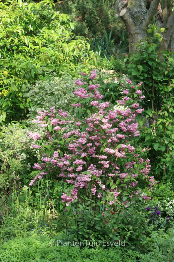 Deutzia hybrida 'Strawberry Fields' – Bild 5