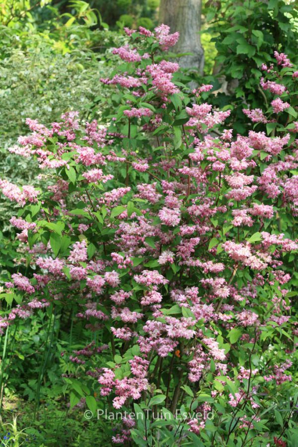 Deutzia hybrida 'Strawberry Fields' – Bild 6