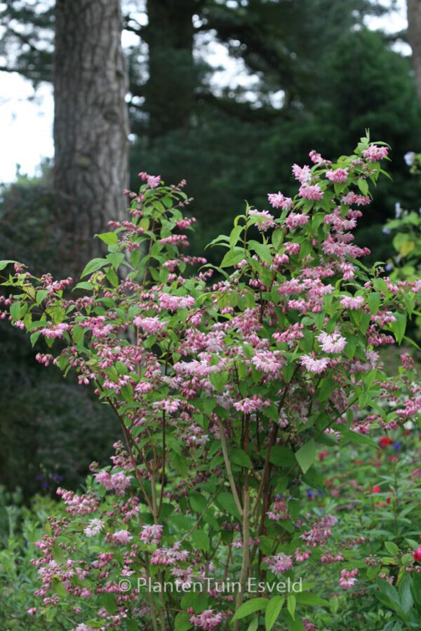 Deutzia hybrida 'Strawberry Fields' – Bild 7