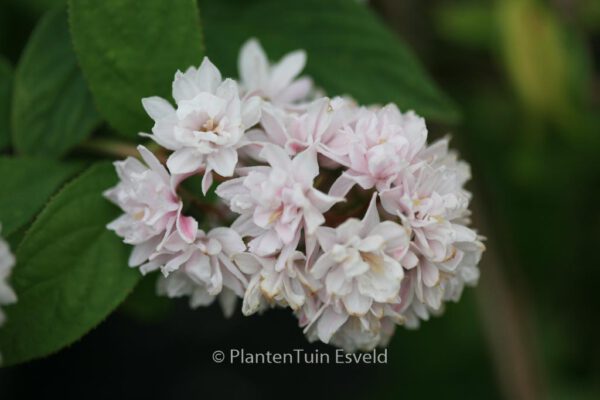 Deutzia hybrida 'Strawberry Fields' – Bild 8