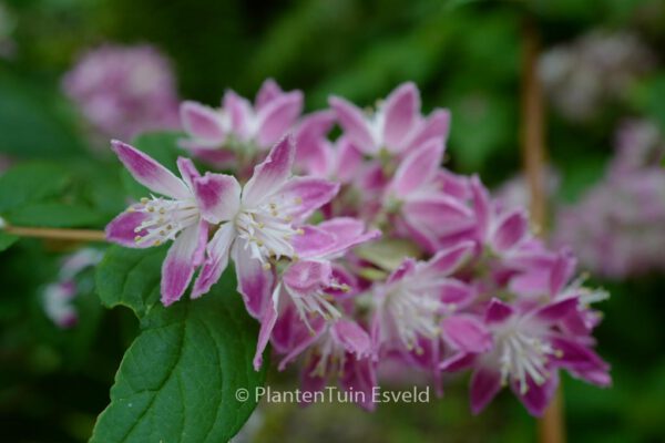 Deutzia hybrida 'Strawberry Fields'