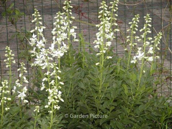 Dictamnus albus 'Albiflorus' – Bild 2