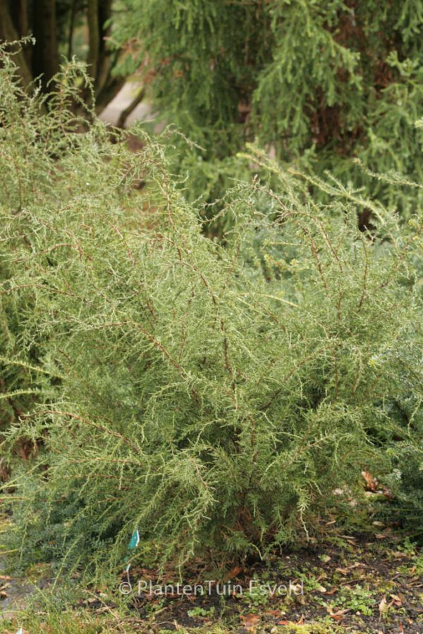 Diselma archeri