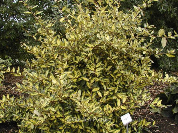 Elaeagnus pungens 'Maculata' – Bild 2