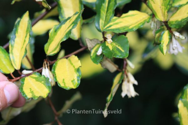 Elaeagnus pungens 'Maculata' – Bild 3