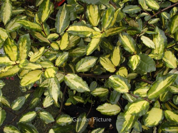 Elaeagnus pungens 'Maculata' – Bild 4