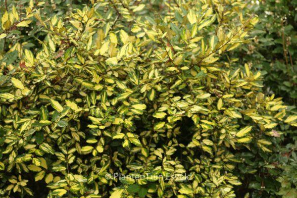 Elaeagnus pungens 'Maculata' – Bild 5