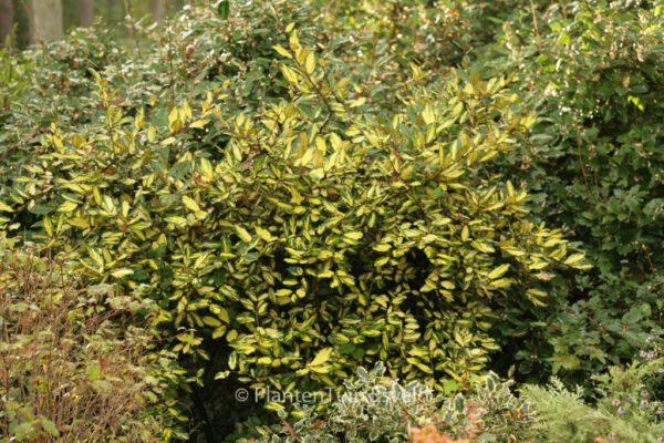 Elaeagnus pungens 'Maculata' – Bild 6