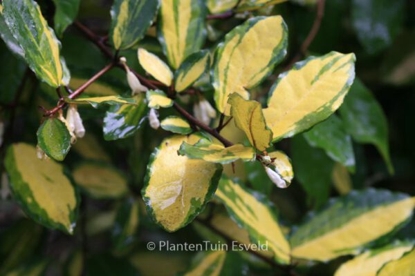 Elaeagnus pungens 'Maculata' – Bild 7