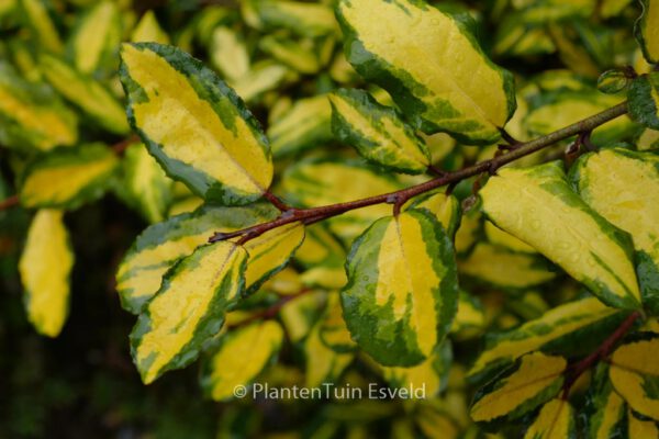 Elaeagnus pungens 'Maculata'