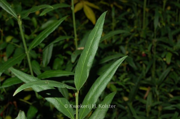 Euonymus clivicolus – Bild 2
