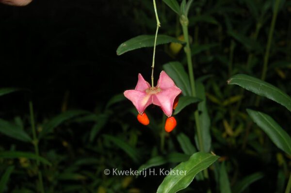 Euonymus clivicolus