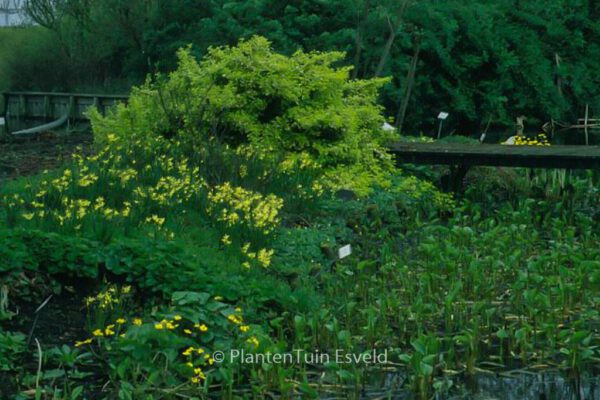 Euonymus fortunei 'Emerald & Gold' – Bild 2