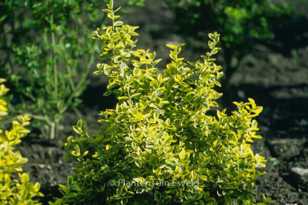 Euonymus fortunei 'Emerald & Gold' – Bild 3