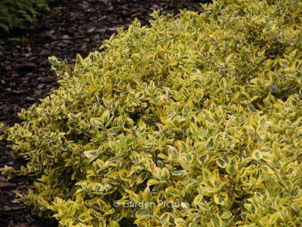 Euonymus fortunei 'Emerald & Gold' – Bild 5
