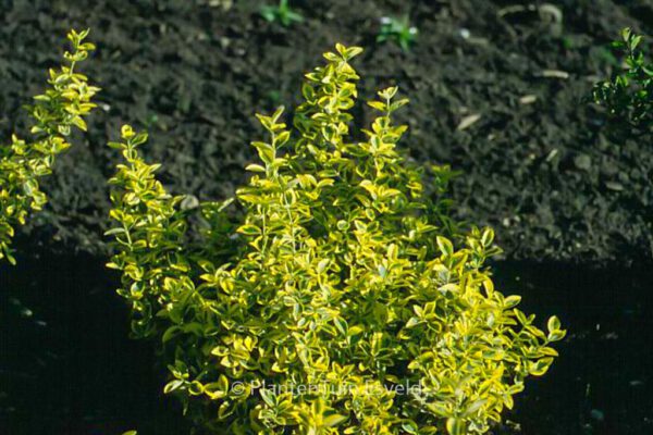 Euonymus fortunei 'Emerald & Gold' – Bild 7