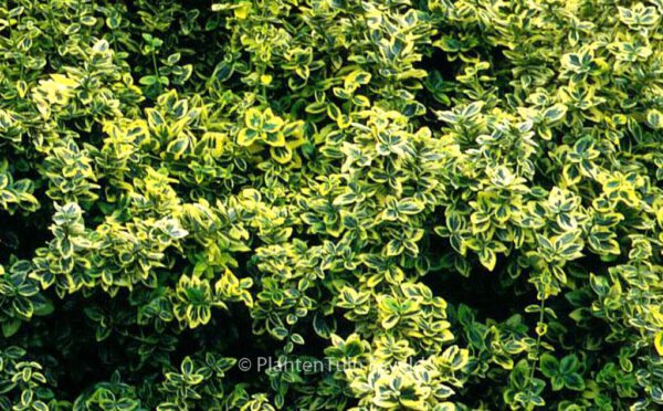 Euonymus fortunei 'Emerald & Gold' – Bild 8