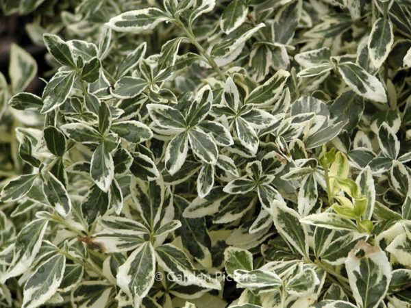 Euonymus fortunei 'Gracilis'