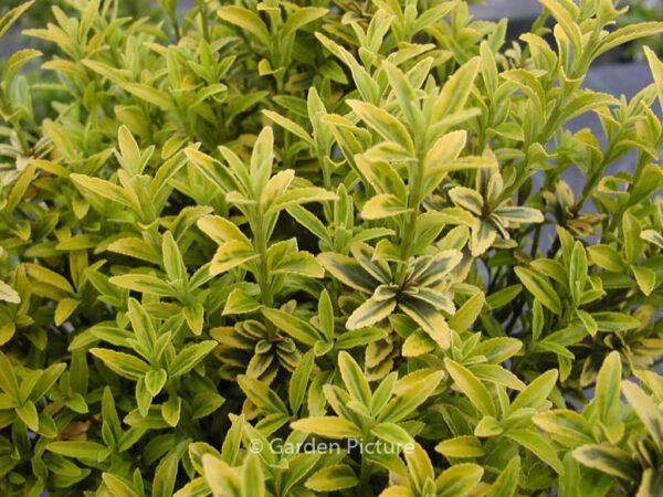 Euonymus japonicus 'Aureomarginatus' – Bild 2