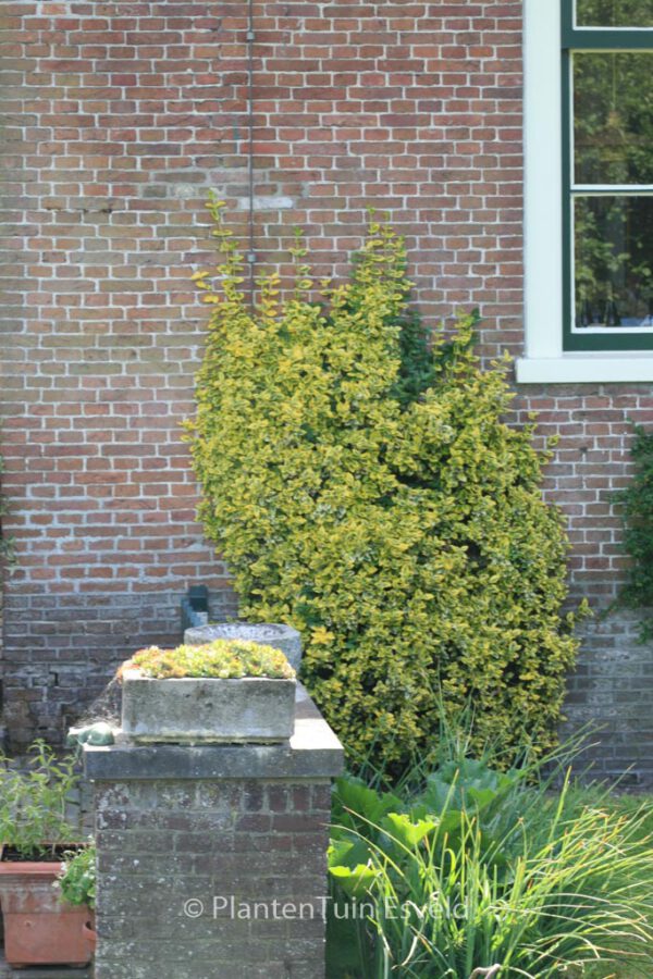 Euonymus japonicus 'Aureomarginatus' – Bild 3