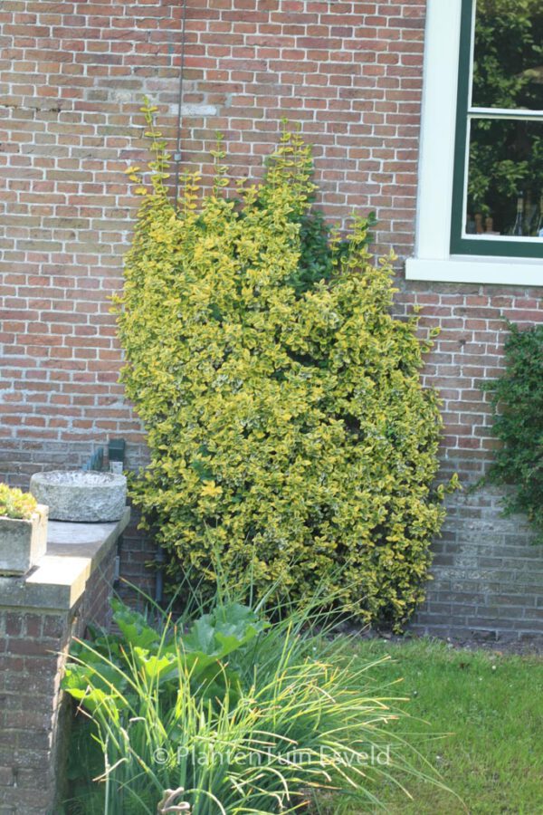 Euonymus japonicus 'Aureomarginatus' – Bild 4