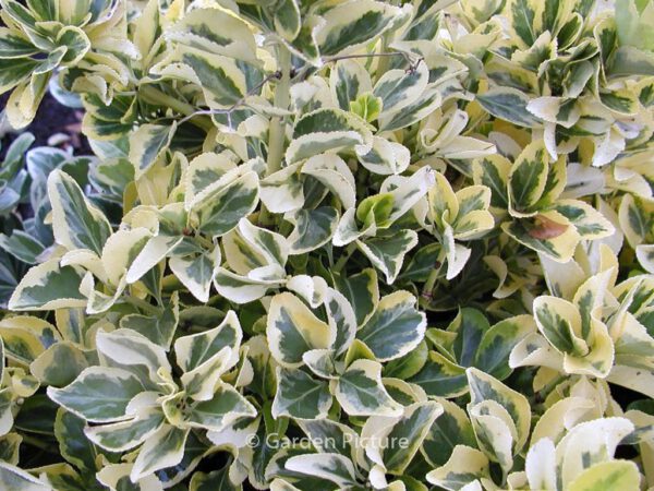Euonymus japonicus 'Aureomarginatus' – Bild 5