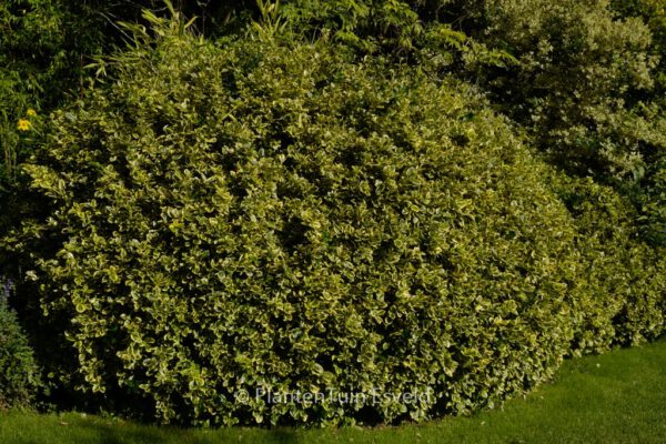 Euonymus japonicus 'Aureomarginatus'