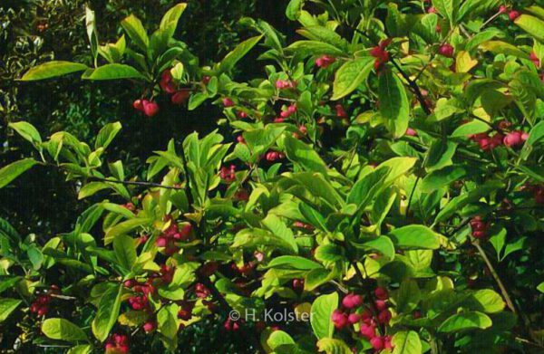 Euonymus phellomanus – Bild 2