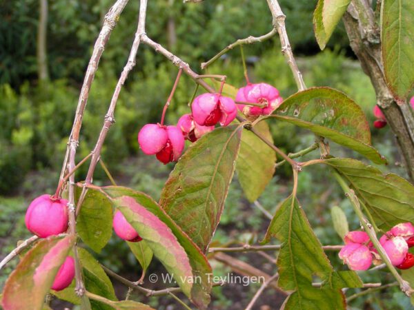 Euonymus phellomanus – Bild 5