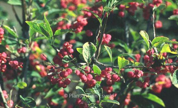 Euonymus phellomanus – Bild 7