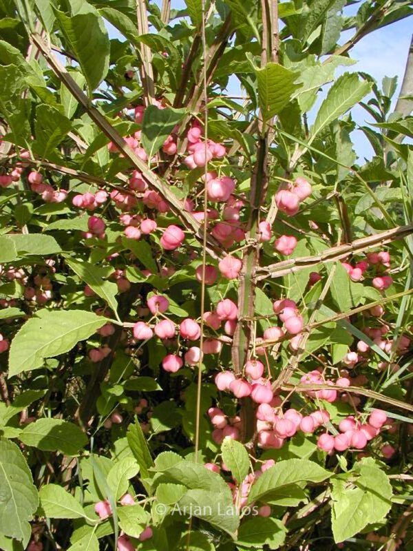 Euonymus phellomanus – Bild 8