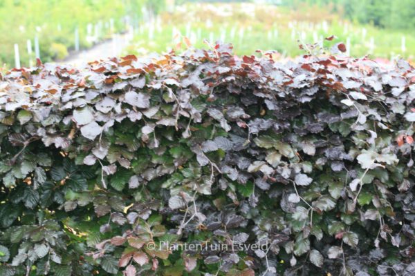 Fagus sylvatica 'Atropunicea' – Bild 8