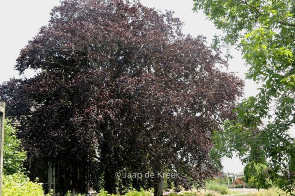 Fagus sylvatica 'Atropunicea'