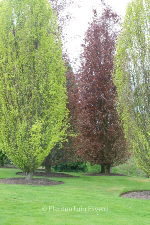 Fagus sylvatica 'Dawyck' – Bild 2