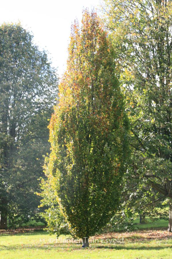 Fagus sylvatica 'Dawyck Gold' – Bild 4