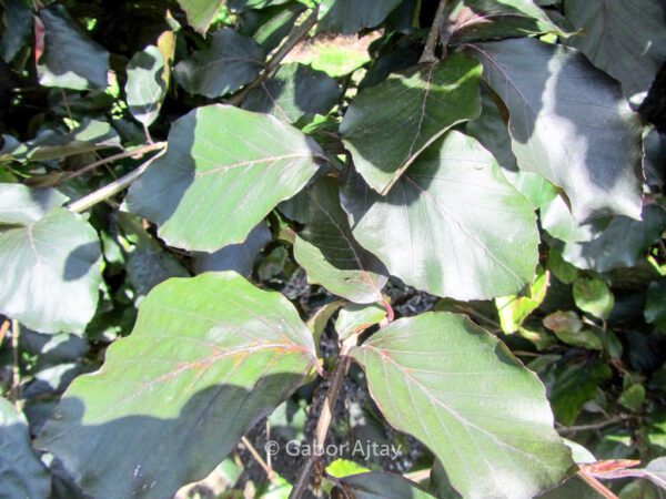 Fagus sylvatica 'Riversii' – Bild 2