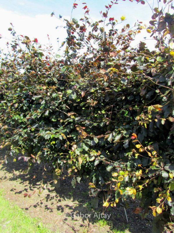 Fagus sylvatica 'Riversii' – Bild 3