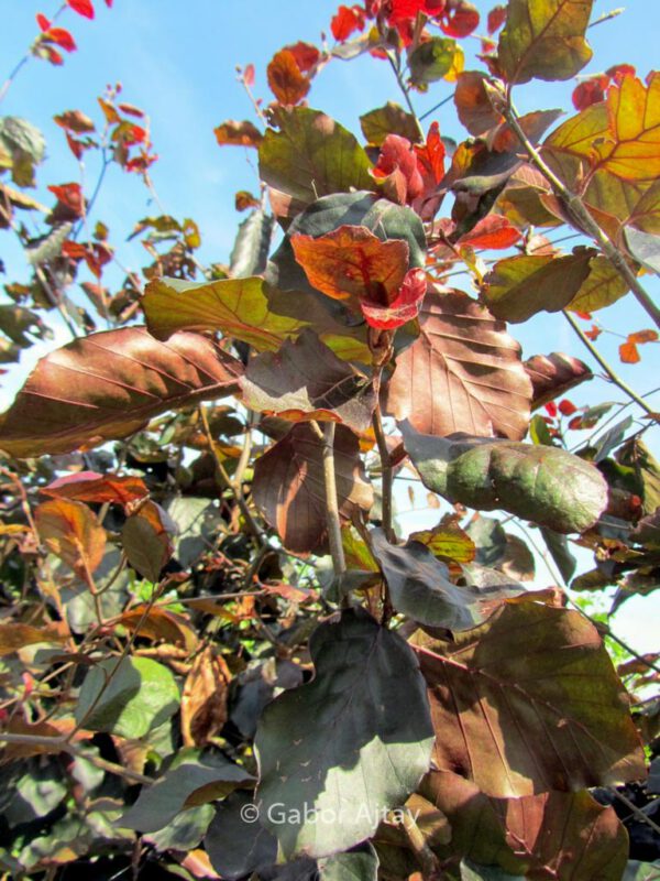 Fagus sylvatica 'Riversii'