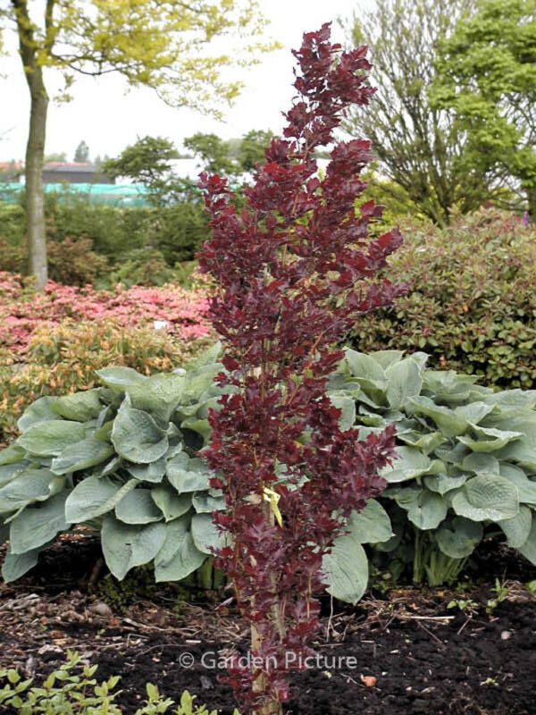 Fagus sylvatica 'Rohan Obelisk' – Bild 2