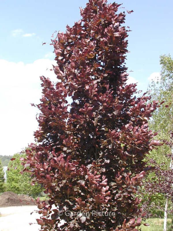 Fagus sylvatica 'Rohan Obelisk' – Bild 3