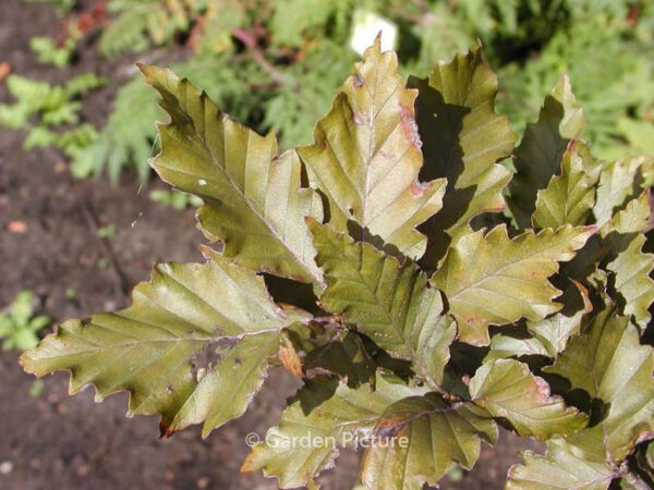 Fagus sylvatica 'Rohan Obelisk' – Bild 4