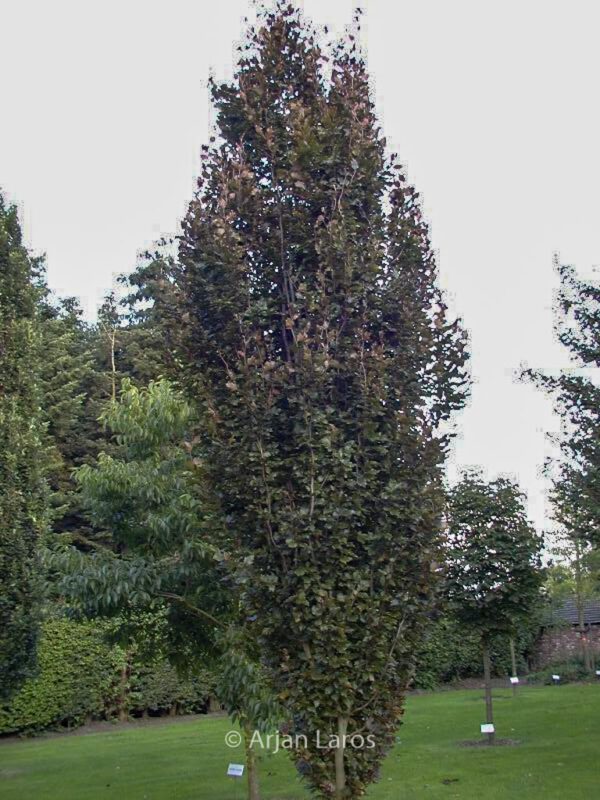 Fagus sylvatica 'Rohan Obelisk' – Bild 5