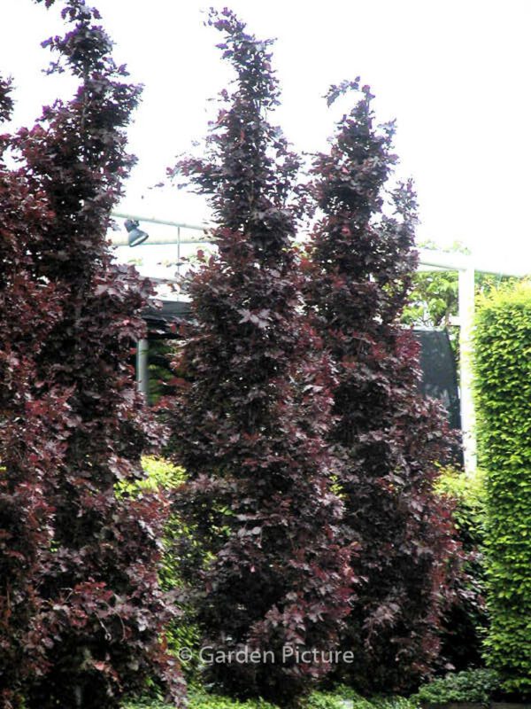 Fagus sylvatica 'Rohan Obelisk' – Bild 7